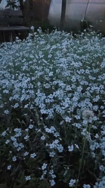 Ясколка красавица🌿🌼🌼🌼и один одуванчик🙈