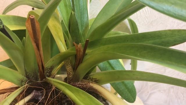 Американські гібриди пафіопеділумів. Умови, догляд, особливості. смотреть онлайн