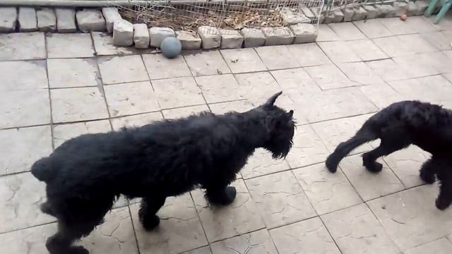 п-к Роман-Кош. Роман-Кош Венеция с внуками РК Улан-Батор и Учан-Су 4 мес. смотреть онлайн