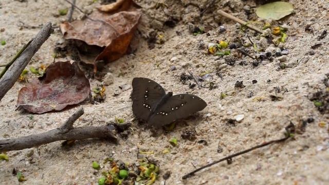 Great Marquis Butterfly Or Euthalia Dunya On Ao Nang Beach - Krabi, Thailand смотреть онлайн