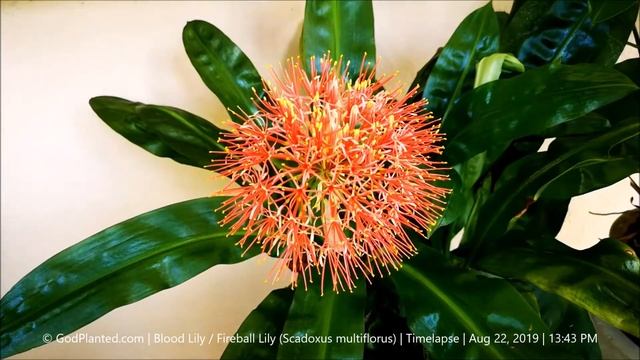 Blood Lily or Fireball Lily | Scadoxus multiflorus | Timelapse | Aug 21-22, 2019 смотреть онлайн