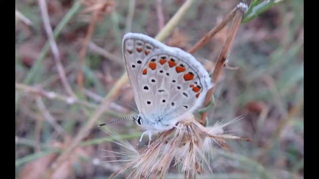 Polyommatus Icarus Greece by Theo Fotiadis смотреть онлайн