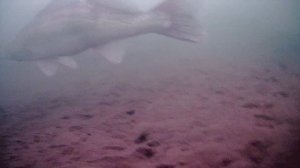 зимняя рыбалка