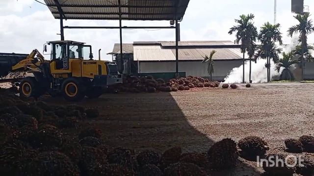 kerja keras operator loader saat melangsir tandan buah sawit!!! смотреть онлайн