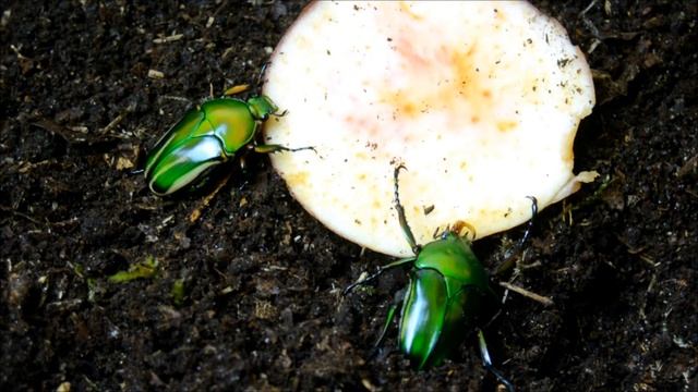 Haltungstipps für Eudicella schultzeorum смотреть онлайн