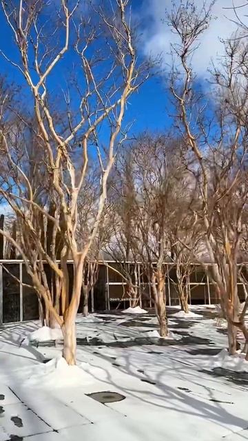 Бесстыжий лес Парка Галицкого  краснодар паркгалицкого парк паркироссии зима