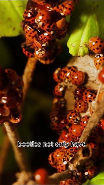 Exploring Beetles - The Majesty and Biodiversity of the Tiny World смотреть онлайн