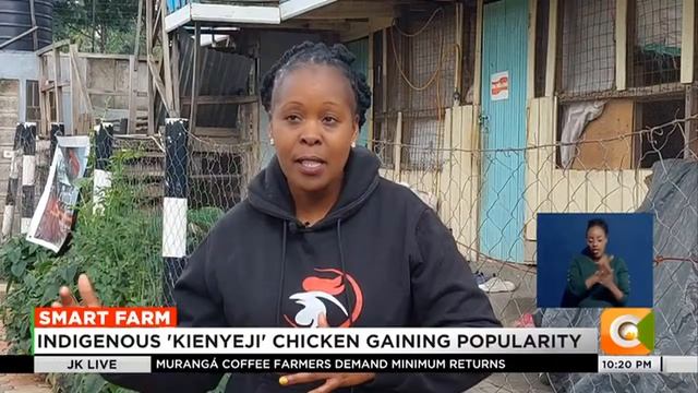 Smart Farm | Indigenous 'kienyeji' chicken gaining popularity смотреть онлайн