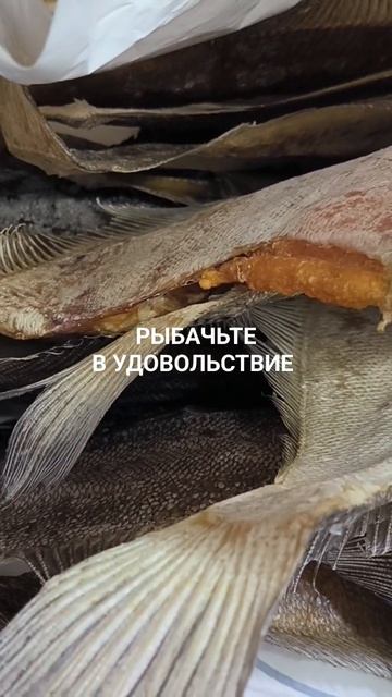 Вяленый ёрш "расходится" по Мурманску. смотреть онлайн