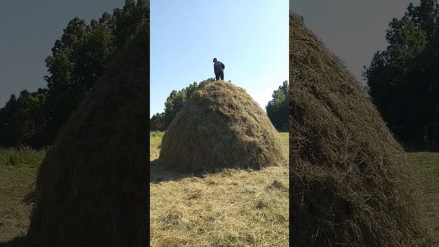 Сенокос 2019 смотреть онлайн