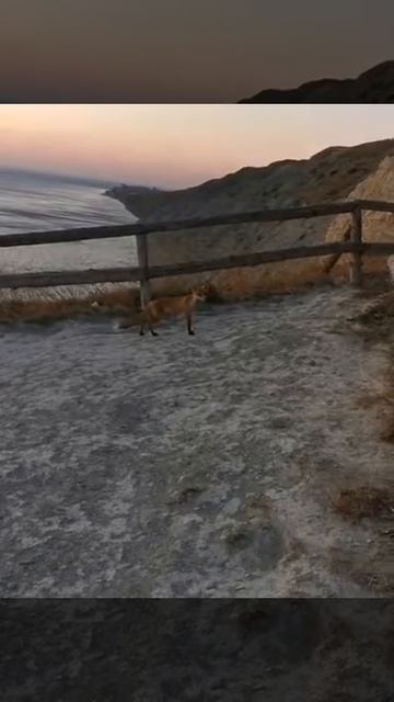 Ручная лиса на Лысой горе в Анапе смотреть онлайн