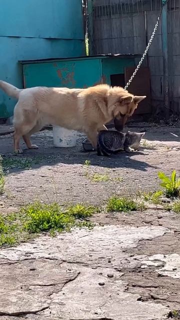 Собака лучший друг кота 😂😂😂 #друг #dog #cat #animals смотреть онлайн