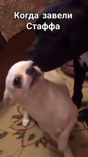 #рекомендации #жиза #kate51sever #стафф #бультерьер # смотреть онлайн