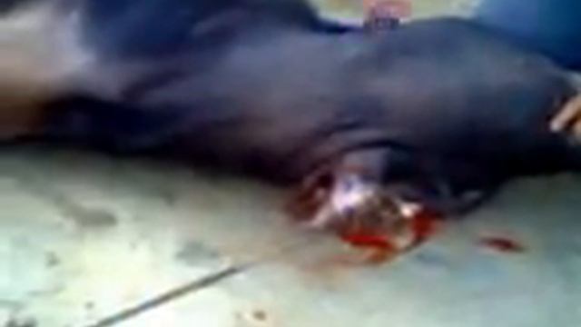 голова рез смотреть онлайн