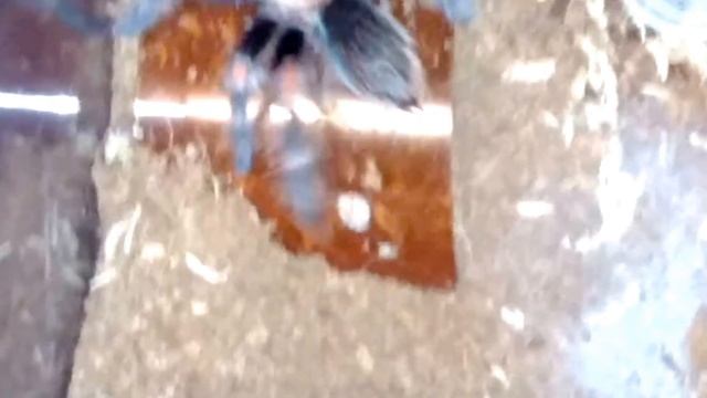 Brachypelma Auratum feeding. I have some help tonight! смотреть онлайн