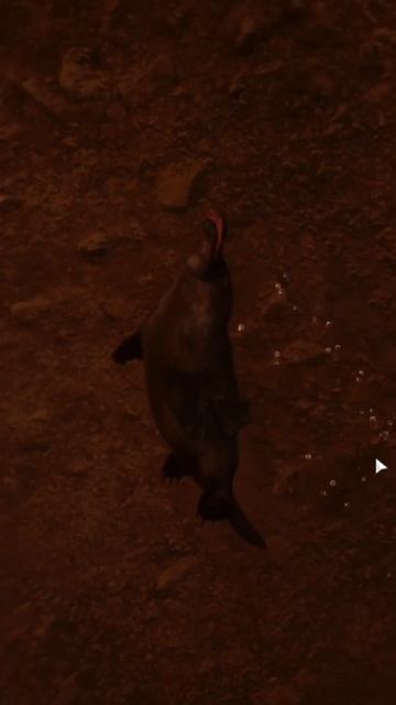 Planet Zoo - Kacsacsőrű emlős (Ornithorhynchus anatinus) смотреть онлайн