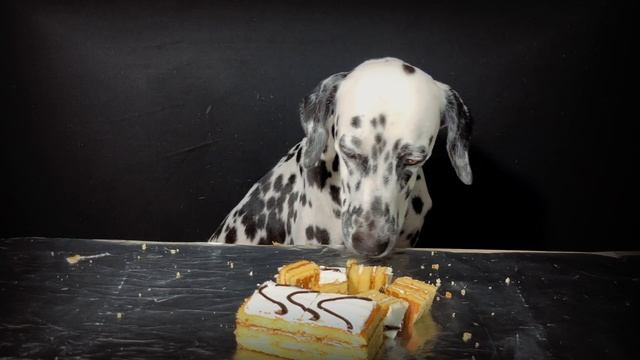 TIARA CAKE EATING 🍰🍰🍰🍰| Dog Eating ASMR | Sri Lankan Dog| Seida The Dalmation смотреть онлайн
