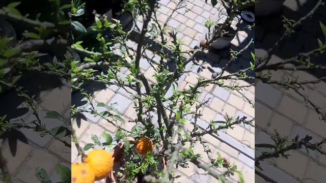 Citrus aurantium myrtifolia Chinotto is after -6C (21F). Цитрус померанец миртолистный Чинотто смотреть онлайн