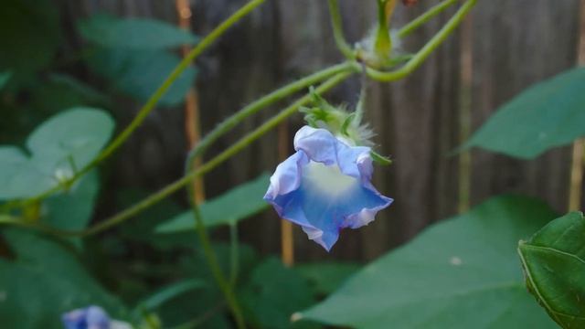 Morning Glory Closing