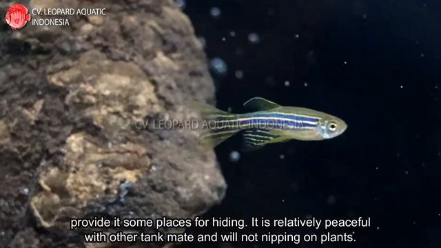 Brachydanio rerio THE ELEGANT ZEBRA DANIO LONGFIN. смотреть онлайн