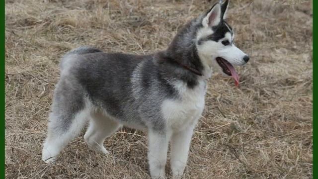 Хасята смотреть онлайн