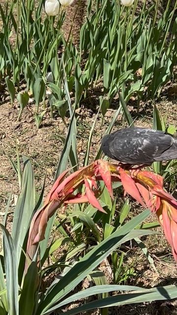 ГРЫЗУНЫ смотреть онлайн