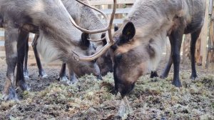 Северные Олени