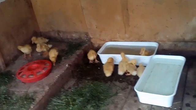 🐥🐤у меня появились утята, той ко приехали в новый дом а уже плескаются🐥🐤 смотреть онлайн