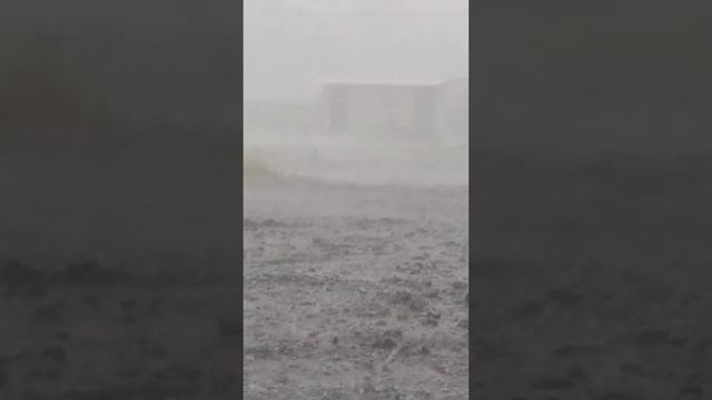 Ягоды черноземья , Воронеж