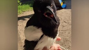 Пение сороки за окном, или это не сорока? кто знает точно?