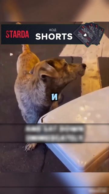 Эта бродячая собака начала выполнять приказы за еду! #shorts #short смотреть онлайн