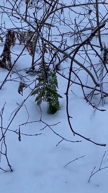 Папоротник