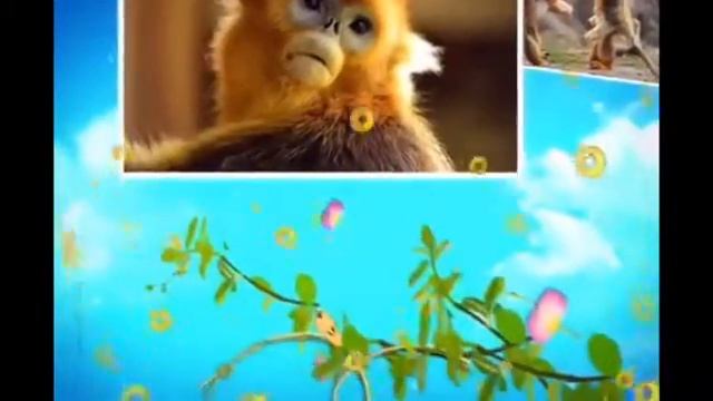 Funny Monkey Videos Funny Monkeys Compilation Many Photos