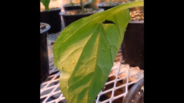 Aphidius ervi vs Foxglove Aphid смотреть онлайн