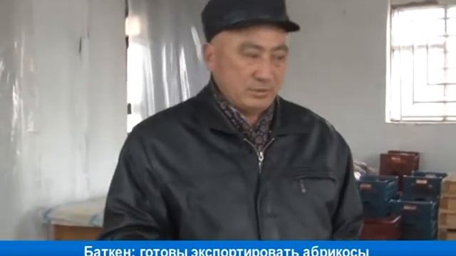 Баткенские феремеры готовы экспортировать абрикосы