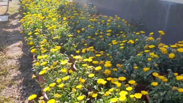 CALENDULA OFFICINALIS FLOWERS. смотреть онлайн