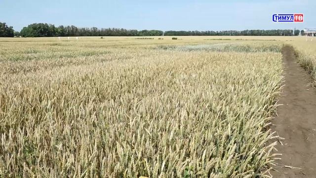 БУДЕМ С УРОЖАЕМ смотреть онлайн