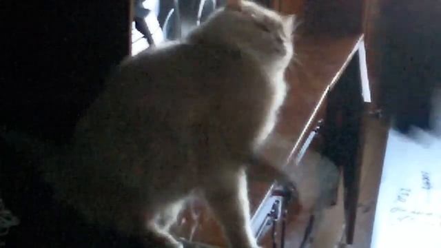 Швабра убийца!!! смотреть онлайн