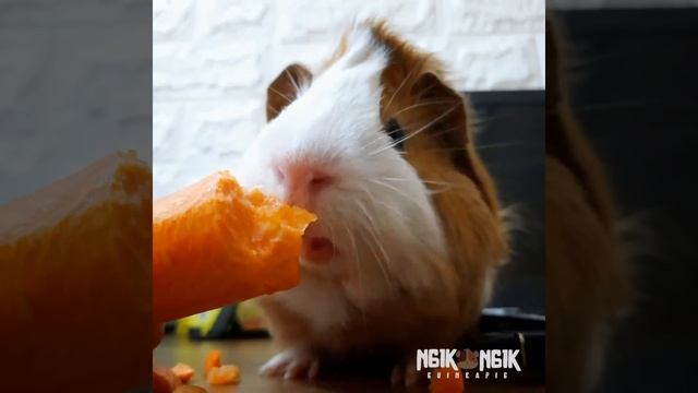 My Pet Little One "Ngik-Ngik" Eating A Looot | Guinea Pig | Guinea | Pigs смотреть онлайн