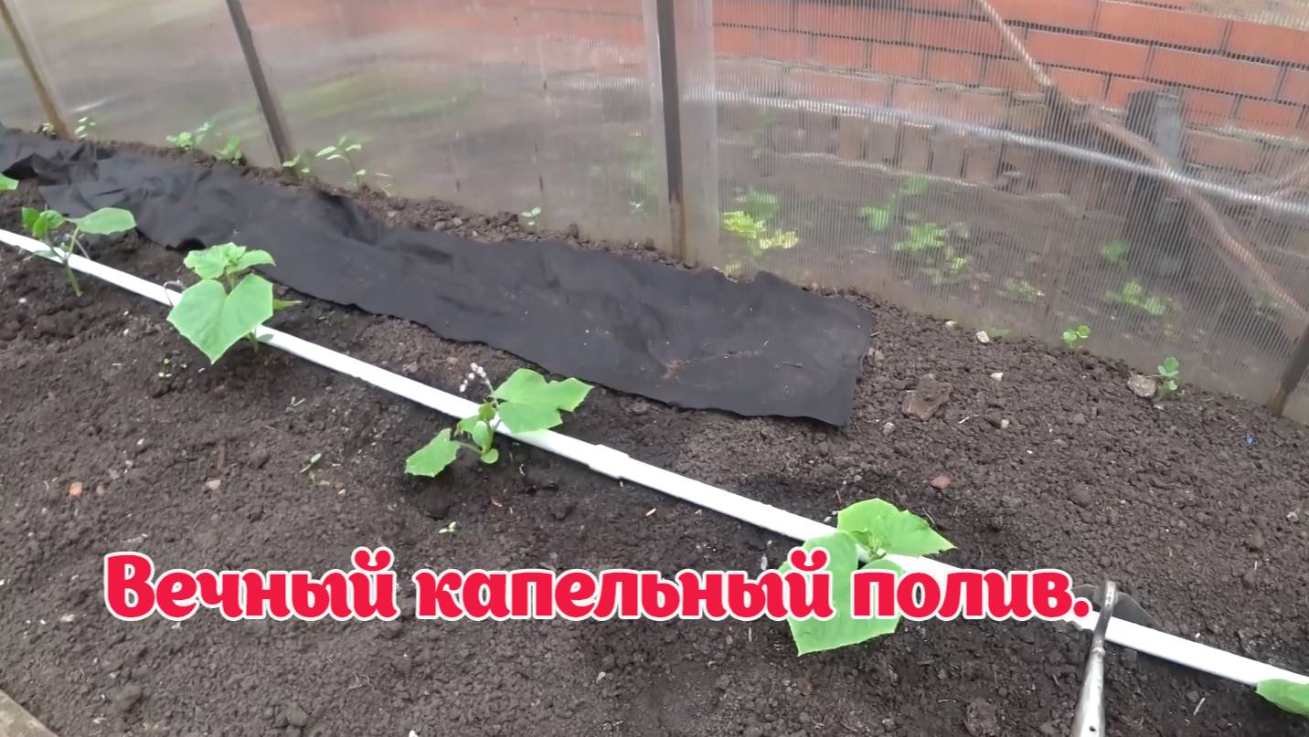 Вечный капельный полив своими руками. Сделайте себе такой. смотреть онлайн