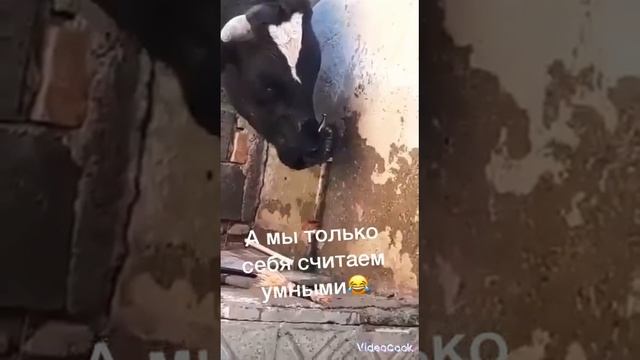 Корова языком открывает дверь в сарае и открывает кран с водой своими рогами! смотреть онлайн