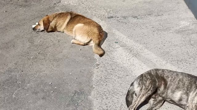 Ни одна муха не пролетит😁 смотреть онлайн
