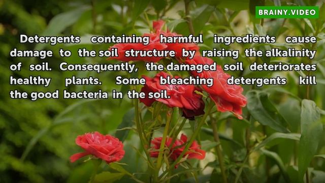 The Effects of Detergent on Plant Growth смотреть онлайн