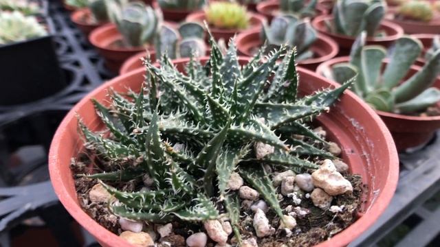 Aloe Descoingsii × Aloe Haworthioides 'Aloe Pepe' 多肉植物 拍拍(拍拍蘆薈)