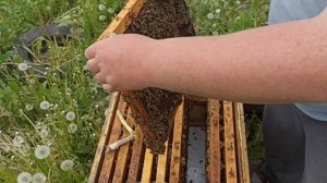 Каменный расплод в улье. Аспергиллез.