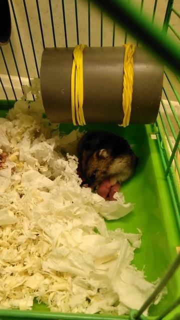 Хомяк рожает