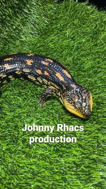 Alpine Blotched Blue Tongue #bluetongueskink #reptiles #skink #pets #lizard #blotchedbluetongueskin