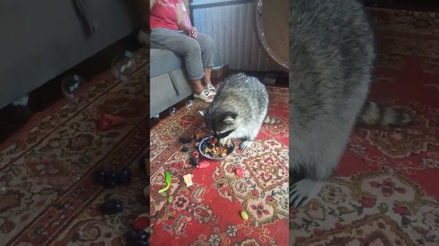 кормим и развлекаем #енотилюша #помощьбездомнымживотным #animals #raccoon #love смотреть онлайн