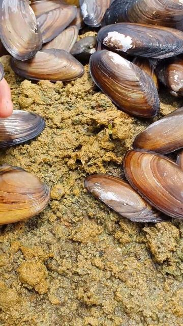 Catch so many mantis clams on the beach｜beachcombing #fishing #video #shorts #omg смотреть онлайн