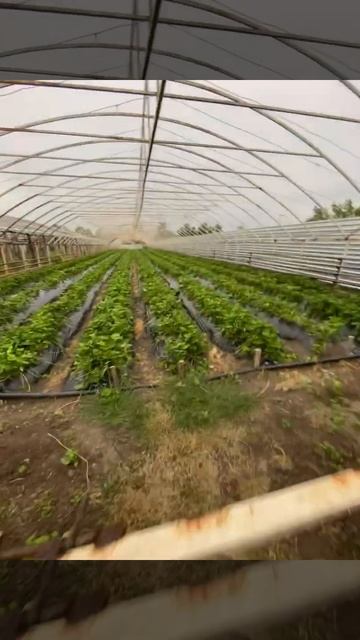 Теплицы на юге. Подпишись #краснодарскийкрай #теплица #переезднакубань #адыгея #яблоновский #энем смотреть онлайн